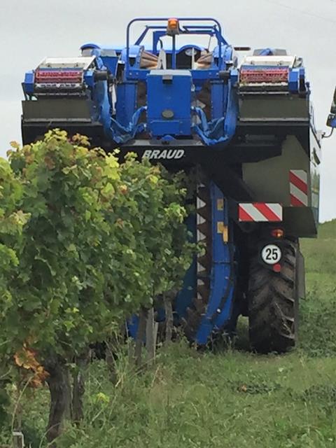 grape harvester at work